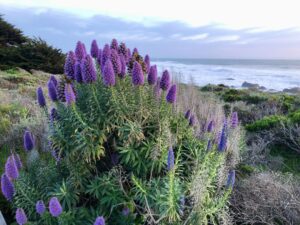 Flowers near the seashore