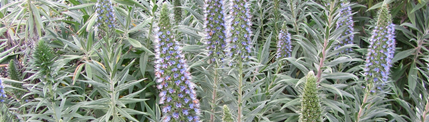 Green and Purple Flowers